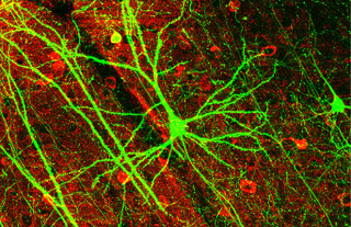 Illustration for article titled The Molecules that Could Erase (or Restore) Your Memory